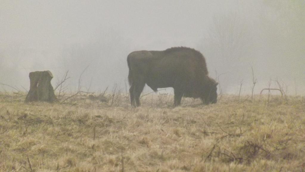 Dwor Na Otulinie Villa Białowieża Exteriör bild